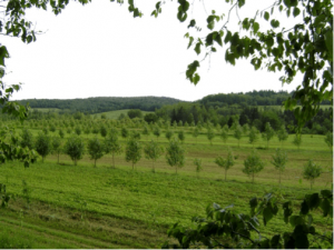Intercropping: Fast growing trees and Annual crops