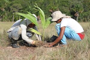 Planting native trees in the Amazon