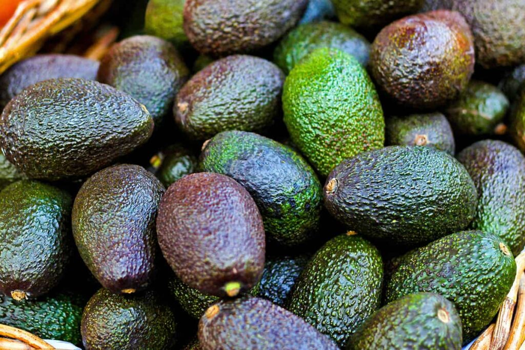 A Beginners Guide to Investing in Avocados