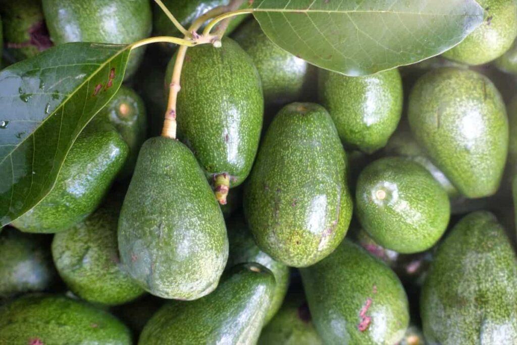 A Beginners Guide to Investing in Avocados